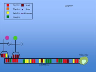 Adenine     Uracil                   Cytoplasm
Thymine      Sugar

Cytosine   Phosphate

Guanine




                                                 Ribosomes




                       mRNA Strand
 