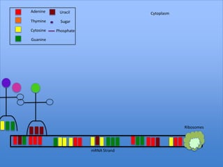 Adenine     Uracil                   Cytoplasm
Thymine      Sugar

Cytosine   Phosphate

Guanine




                                                 Ribosomes




                       mRNA Strand
 