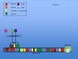 Adenine     Uracil                   Cytoplasm
Thymine      Sugar

Cytosine   Phosphate

Guanine




                                                 Ribosomes




                       mRNA Strand
 