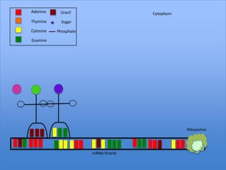 Adenine     Uracil                   Cytoplasm
Thymine      Sugar

Cytosine   Phosphate

Guanine




                                                 Ribosomes




                       mRNA Strand
 