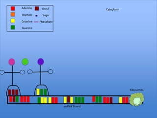 Adenine     Uracil                   Cytoplasm
Thymine      Sugar

Cytosine   Phosphate

Guanine




                                                 Ribosomes




                       mRNA Strand
 