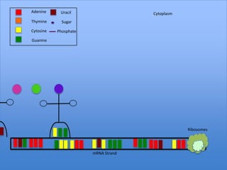 Adenine     Uracil                   Cytoplasm
Thymine      Sugar

Cytosine   Phosphate

Guanine




                                                 Ribosomes




                       mRNA Strand
 