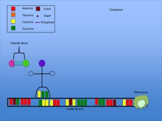 Adenine     Uracil                   Cytoplasm
        Thymine      Sugar

        Cytosine   Phosphate

        Guanine



Peptide Bond




                                                         Ribosomes




                               mRNA Strand
 