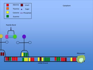 Adenine     Uracil                   Cytoplasm
        Thymine      Sugar

        Cytosine   Phosphate

        Guanine



Peptide Bond




                                                         Ribosomes




                               mRNA Strand
 