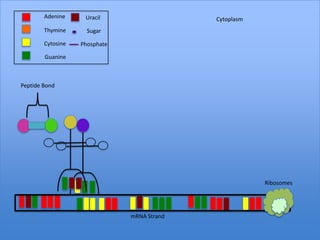 Adenine     Uracil                   Cytoplasm
        Thymine      Sugar

        Cytosine   Phosphate

        Guanine



Peptide Bond




                                                         Ribosomes




                               mRNA Strand
 