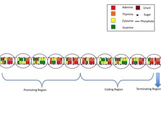 Adenine         Uracil

                               Thymine         Sugar

                               Cytosine      Phosphate

                               Guanine




Promoting Region   Coding Region          Terminating Region
 