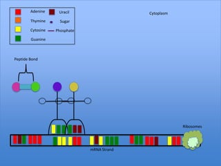 Adenine     Uracil                   Cytoplasm
        Thymine      Sugar

        Cytosine   Phosphate

        Guanine



Peptide Bond




                                                         Ribosomes




                               mRNA Strand
 