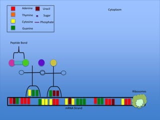 Adenine     Uracil                   Cytoplasm
        Thymine      Sugar

        Cytosine   Phosphate

        Guanine



Peptide Bond




                                                         Ribosomes




                               mRNA Strand
 