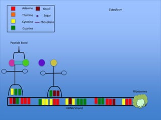 Adenine     Uracil                   Cytoplasm
        Thymine      Sugar

        Cytosine   Phosphate

        Guanine



Peptide Bond




                                                         Ribosomes




                               mRNA Strand
 
