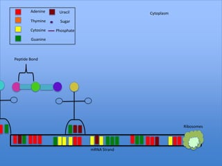 Adenine     Uracil                   Cytoplasm
        Thymine      Sugar

        Cytosine   Phosphate

        Guanine



Peptide Bond




                                                         Ribosomes




                               mRNA Strand
 