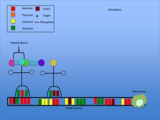 Adenine     Uracil                   Cytoplasm
        Thymine      Sugar

        Cytosine   Phosphate

        Guanine



Peptide Bond




                                                         Ribosomes




                               mRNA Strand
 