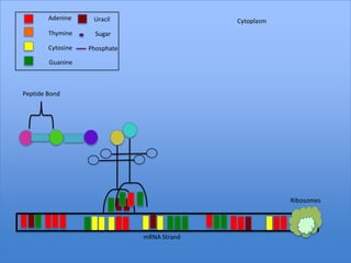 Adenine     Uracil                   Cytoplasm
        Thymine      Sugar

        Cytosine   Phosphate

        Guanine



Peptide Bond




                                                         Ribosomes




                               mRNA Strand
 
