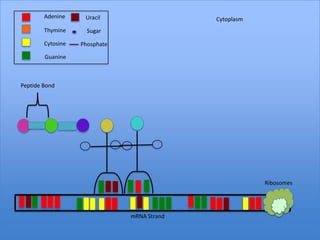 Adenine     Uracil                   Cytoplasm
        Thymine      Sugar

        Cytosine   Phosphate

        Guanine



Peptide Bond




                                                         Ribosomes




                               mRNA Strand
 