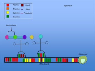 Adenine     Uracil                   Cytoplasm
        Thymine      Sugar

        Cytosine   Phosphate

        Guanine



Peptide Bond




                                                         Ribosomes




                               mRNA Strand
 