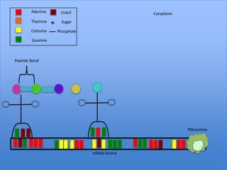 Adenine     Uracil                   Cytoplasm
        Thymine      Sugar

        Cytosine   Phosphate

        Guanine



Peptide Bond




                                                         Ribosomes




                               mRNA Strand
 