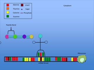 Adenine     Uracil                   Cytoplasm
        Thymine      Sugar

        Cytosine   Phosphate

        Guanine



Peptide Bond




                                                         Ribosomes




                               mRNA Strand
 
