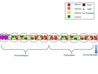 Adenine         Uracil

                                              Thymine         Sugar

                                              Cytosine      Phosphate

                                              Guanine




A Polymerase




               Promoting Region   Coding Region          Terminating Region
 