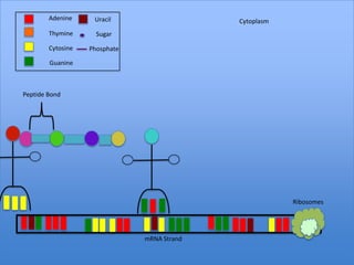 Adenine     Uracil                   Cytoplasm
        Thymine      Sugar

        Cytosine   Phosphate

        Guanine



Peptide Bond




                                                         Ribosomes




                               mRNA Strand
 