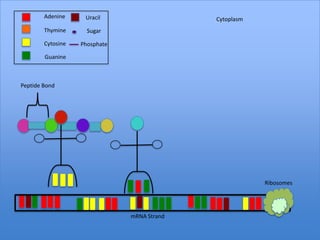 Adenine     Uracil                   Cytoplasm
        Thymine      Sugar

        Cytosine   Phosphate

        Guanine



Peptide Bond




                                                         Ribosomes




                               mRNA Strand
 