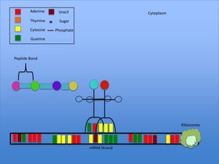 Adenine     Uracil                   Cytoplasm
        Thymine      Sugar

        Cytosine   Phosphate

        Guanine



Peptide Bond




                                                         Ribosomes




                               mRNA Strand
 
