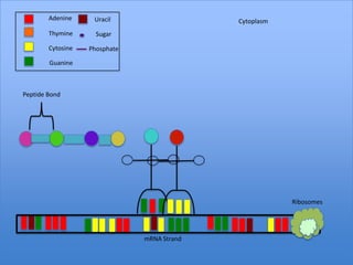 Adenine     Uracil                   Cytoplasm
        Thymine      Sugar

        Cytosine   Phosphate

        Guanine



Peptide Bond




                                                         Ribosomes




                               mRNA Strand
 