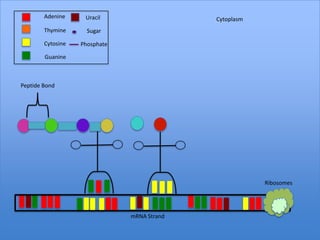 Adenine     Uracil                   Cytoplasm
        Thymine      Sugar

        Cytosine   Phosphate

        Guanine



Peptide Bond




                                                         Ribosomes




                               mRNA Strand
 