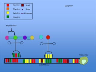 Adenine     Uracil                   Cytoplasm
        Thymine      Sugar

        Cytosine   Phosphate

        Guanine



Peptide Bond




                                                         Ribosomes




                               mRNA Strand
 