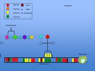 Adenine     Uracil                   Cytoplasm
        Thymine      Sugar

        Cytosine   Phosphate

        Guanine



Peptide Bond




                                                         Ribosomes




                               mRNA Strand
 