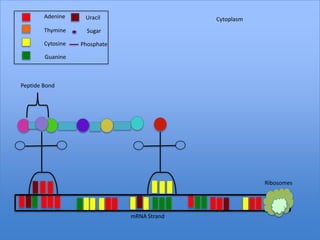 Adenine     Uracil                   Cytoplasm
        Thymine      Sugar

        Cytosine   Phosphate

        Guanine



Peptide Bond




                                                         Ribosomes




                               mRNA Strand
 