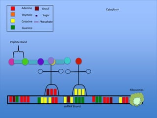 Adenine     Uracil                   Cytoplasm
        Thymine      Sugar

        Cytosine   Phosphate

        Guanine



Peptide Bond




                                                         Ribosomes




                               mRNA Strand
 
