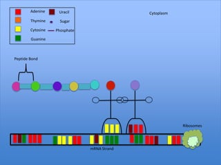 Adenine     Uracil                   Cytoplasm
        Thymine      Sugar

        Cytosine   Phosphate

        Guanine



Peptide Bond




                                                         Ribosomes




                               mRNA Strand
 