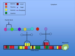 Adenine     Uracil                   Cytoplasm
        Thymine      Sugar

        Cytosine   Phosphate

        Guanine



Peptide Bond




                                                         Ribosomes




                               mRNA Strand
 