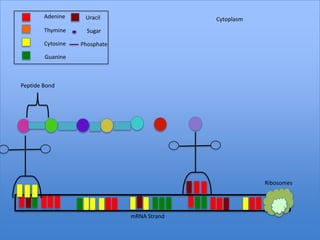 Adenine     Uracil                   Cytoplasm
        Thymine      Sugar

        Cytosine   Phosphate

        Guanine



Peptide Bond




                                                         Ribosomes




                               mRNA Strand
 