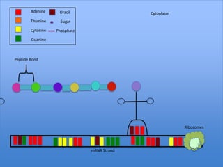 Adenine     Uracil                   Cytoplasm
        Thymine      Sugar

        Cytosine   Phosphate

        Guanine



Peptide Bond




                                                         Ribosomes




                               mRNA Strand
 