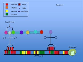 Adenine     Uracil                   Cytoplasm
        Thymine      Sugar

        Cytosine   Phosphate

        Guanine



Peptide Bond




                                                         Ribosomes




                               mRNA Strand
 