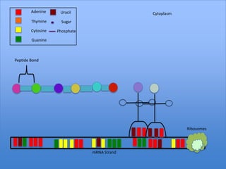 Adenine     Uracil                   Cytoplasm
        Thymine      Sugar

        Cytosine   Phosphate

        Guanine



Peptide Bond




                                                         Ribosomes




                               mRNA Strand
 