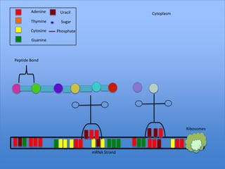 Adenine     Uracil                   Cytoplasm
        Thymine      Sugar

        Cytosine   Phosphate

        Guanine



Peptide Bond




                                                         Ribosomes




                               mRNA Strand
 