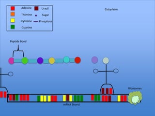 Adenine     Uracil                   Cytoplasm
        Thymine      Sugar

        Cytosine   Phosphate

        Guanine



Peptide Bond




                                                         Ribosomes




                               mRNA Strand
 
