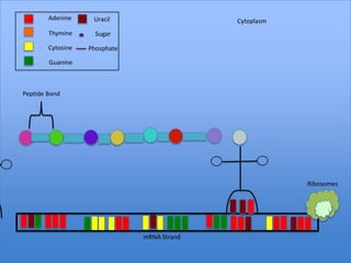 Adenine     Uracil                   Cytoplasm
        Thymine      Sugar

        Cytosine   Phosphate

        Guanine



Peptide Bond




                                                         Ribosomes




                               mRNA Strand
 
