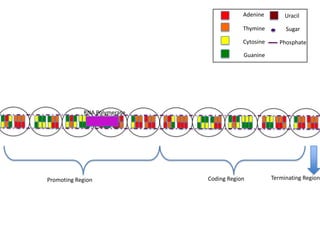 Adenine         Uracil

                                         Thymine         Sugar

                                         Cytosine      Phosphate

                                         Guanine




            RNA Polymerase




Promoting Region             Coding Region          Terminating Region
 