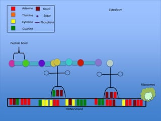 Adenine     Uracil                   Cytoplasm
        Thymine      Sugar

        Cytosine   Phosphate

        Guanine



Peptide Bond




                                                         Ribosomes




                               mRNA Strand
 