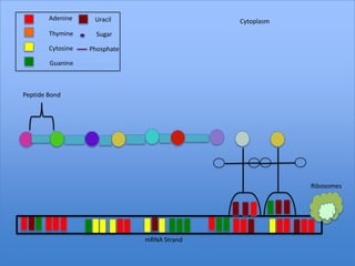 Adenine     Uracil                   Cytoplasm
        Thymine      Sugar

        Cytosine   Phosphate

        Guanine



Peptide Bond




                                                         Ribosomes




                               mRNA Strand
 