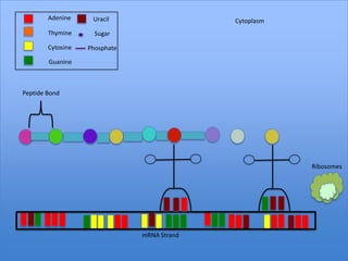 Adenine     Uracil                   Cytoplasm
        Thymine      Sugar

        Cytosine   Phosphate

        Guanine



Peptide Bond




                                                         Ribosomes




                               mRNA Strand
 