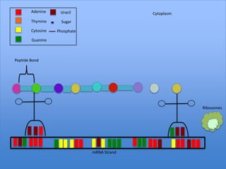 Adenine     Uracil                   Cytoplasm
        Thymine      Sugar

        Cytosine   Phosphate

        Guanine



Peptide Bond




                                                         Ribosomes




                               mRNA Strand
 