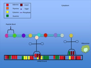 Adenine     Uracil                   Cytoplasm
        Thymine      Sugar

        Cytosine   Phosphate

        Guanine



Peptide Bond




                                                         Ribosomes




                               mRNA Strand
 