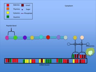 Adenine     Uracil                   Cytoplasm
        Thymine      Sugar

        Cytosine   Phosphate

        Guanine



Peptide Bond




                                                         Ribosomes




                               mRNA Strand
 