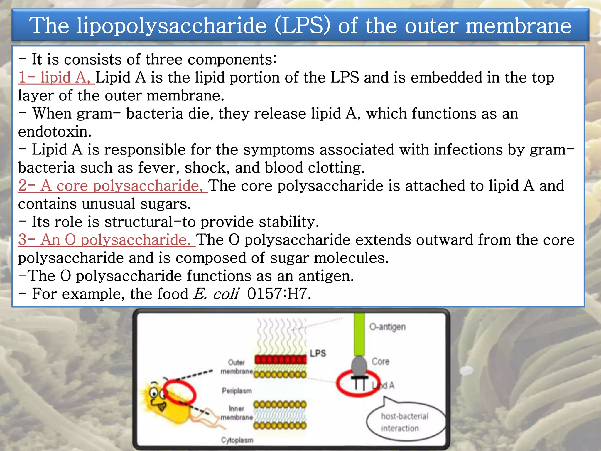 The lipopolysaccharide (LPS) of the outer membrane 
- It is consists of three components: 
1- lipid A, Lipid A is the lipid portion of the LPS and is embedded in the top 
layer of the outer membrane. 
- When gram- bacteria die, they release lipid A, which functions as an 
endotoxin. 
- Lipid A is responsible for the symptoms associated with infections by gram-bacteria 
such as fever, shock, and blood clotting. 
2- A core polysaccharide, The core polysaccharide is attached to lipid A and 
contains unusual sugars. 
- Its role is structural-to provide stability. 
3- An O polysaccharide. The O polysaccharide extends outward from the core 
polysaccharide and is composed of sugar molecules. 
-The O polysaccharide functions as an antigen. 
- For example, the food E. coli 0157:H7. 
 