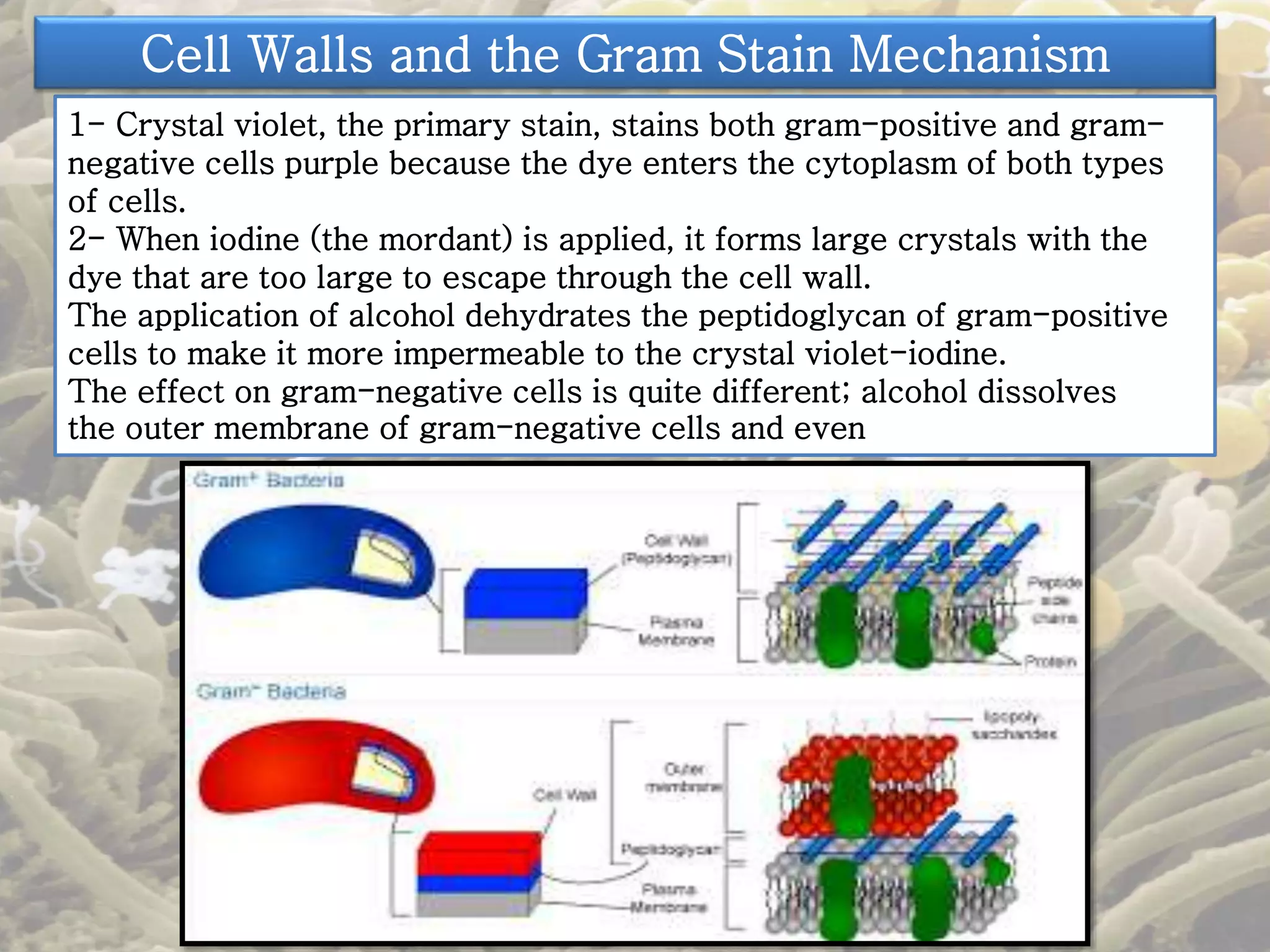 Cell Walls and the Gram Stain Mechanism 
1- Crystal violet, the primary stain, stains both gram-positive and gram-negative 
cells purple because the dye enters the cytoplasm of both types 
of cells. 
2- When iodine (the mordant) is applied, it forms large crystals with the 
dye that are too large to escape through the cell wall. 
The application of alcohol dehydrates the peptidoglycan of gram-positive 
cells to make it more impermeable to the crystal violet-iodine. 
The effect on gram-negative cells is quite different; alcohol dissolves 
the outer membrane of gram-negative cells and even 
 