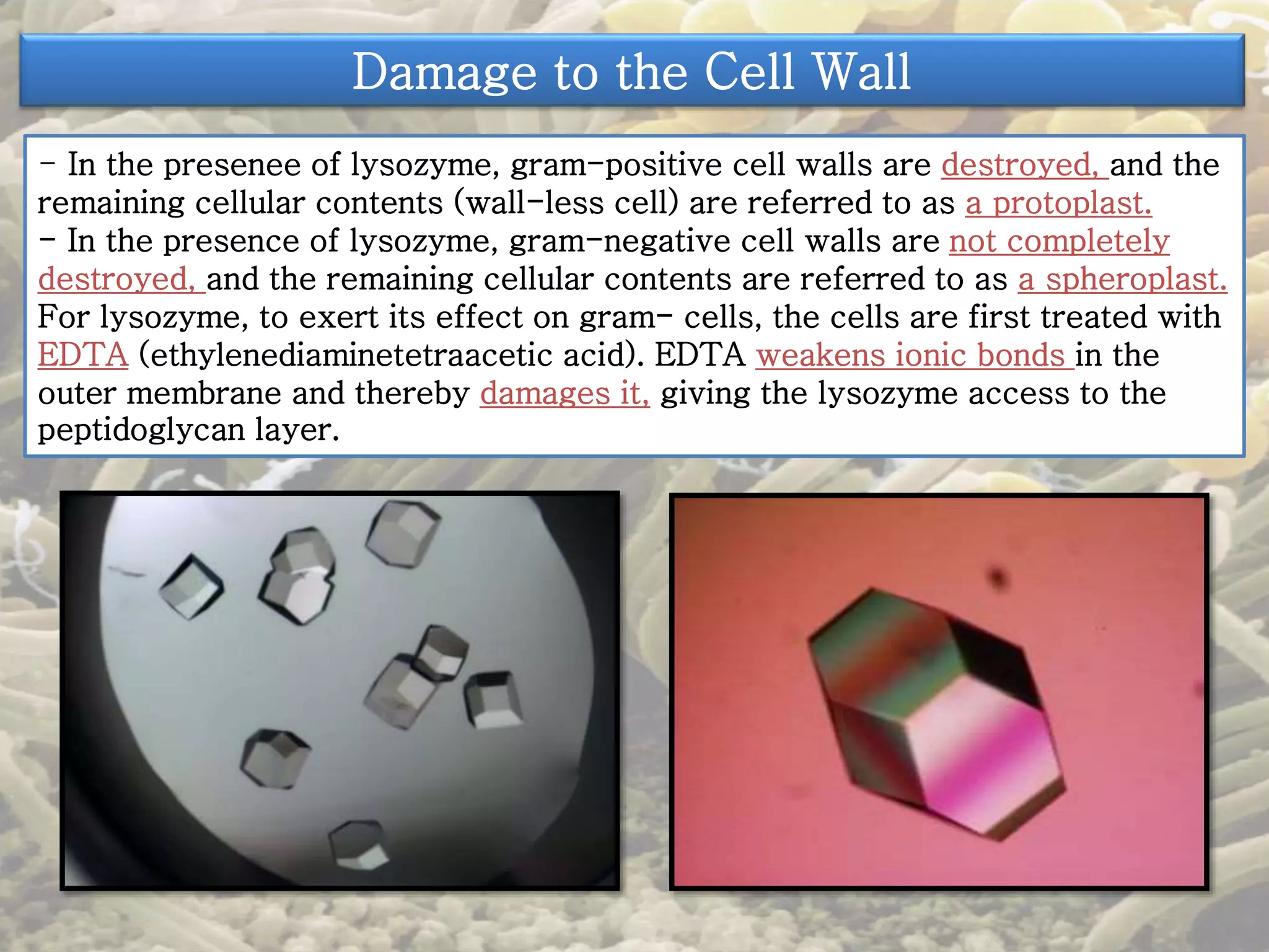 Damage to the Cell Wall 
- In the presenee of lysozyme, gram-positive cell walls are destroyed, and the 
remaining cellular contents (wall-less cell) are referred to as a protoplast. 
- In the presence of lysozyme, gram-negative cell walls are not completely 
destroyed, and the remaining cellular contents are referred to as a spheroplast. 
For lysozyme, to exert its effect on gram- cells, the cells are first treated with 
EDTA (ethylenediaminetetraacetic acid). EDTA weakens ionic bonds in the 
outer membrane and thereby damages it, giving the lysozyme access to the 
peptidoglycan layer. 
 