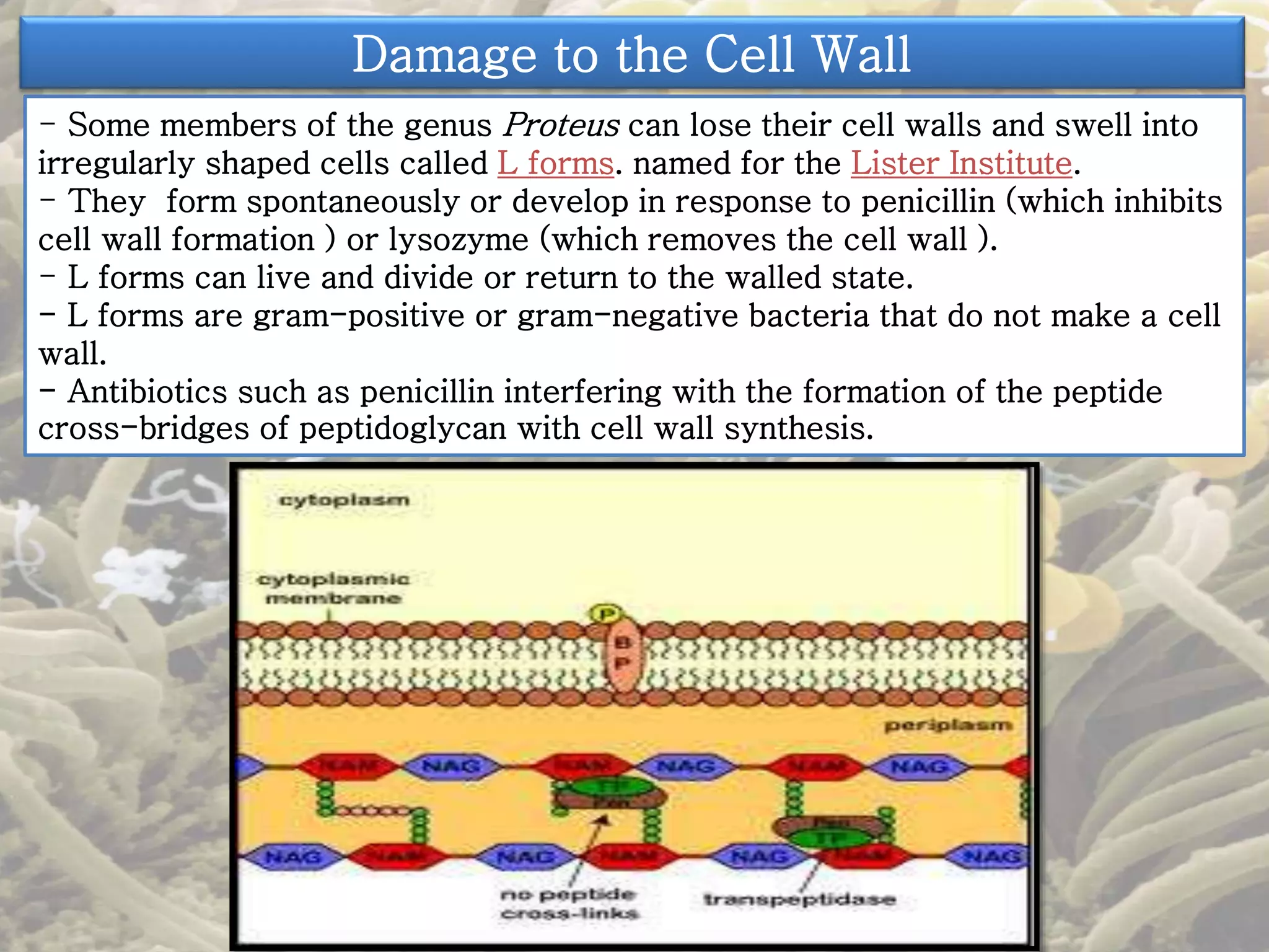 Damage to the Cell Wall 
- Some members of the genus Proteus can lose their cell walls and swell into 
irregularly shaped cells called L forms. named for the Lister Institute. 
- They form spontaneously or develop in response to penicillin (which inhibits 
cell wall formation ) or lysozyme (which removes the cell wall ). 
- L forms can live and divide or return to the walled state. 
- L forms are gram-positive or gram-negative bacteria that do not make a cell 
wall. 
- Antibiotics such as penicillin interfering with the formation of the peptide 
cross-bridges of peptidoglycan with cell wall synthesis. 
 